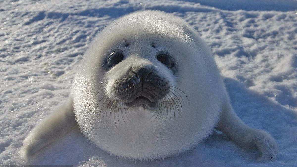 贝加尔湖|贝加尔湖明明是淡水湖，为什么这里却生活着海洋生物？