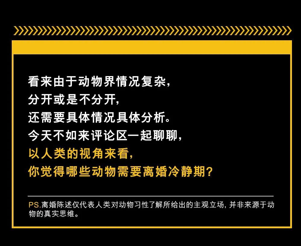 |离婚请冷静：来自明星动物的离婚陈述