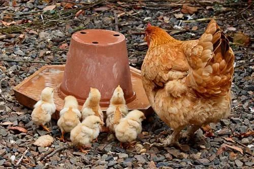 鸡妈妈带小鸡，上图为红原鸡，下图为家