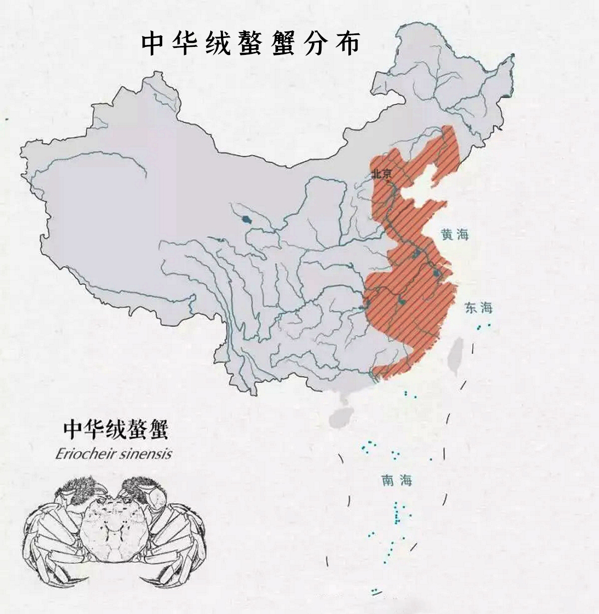 中华绒螯蟹分布于我国沿海各地;就是我们经常吃的大闸蟹.
