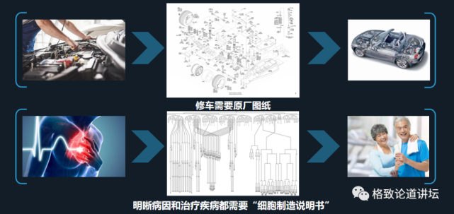 再生医学|在未来，再生医学能够对我们身体“零件”进行直接的更换？