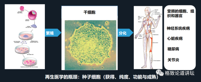 再生医学|在未来，再生医学能够对我们身体“零件”进行直接的更换？