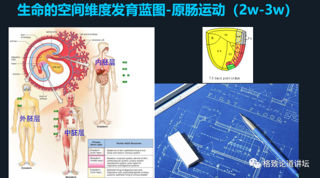 再生医学|在未来，再生医学能够对我们身体“零件”进行直接的更换？