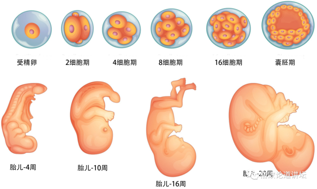 再生医学|在未来，再生医学能够对我们身体“零件”进行直接的更换？