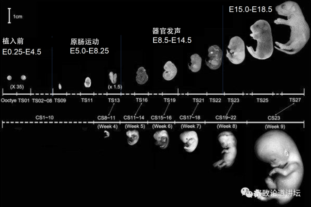 再生医学|在未来，再生医学能够对我们身体“零件”进行直接的更换？