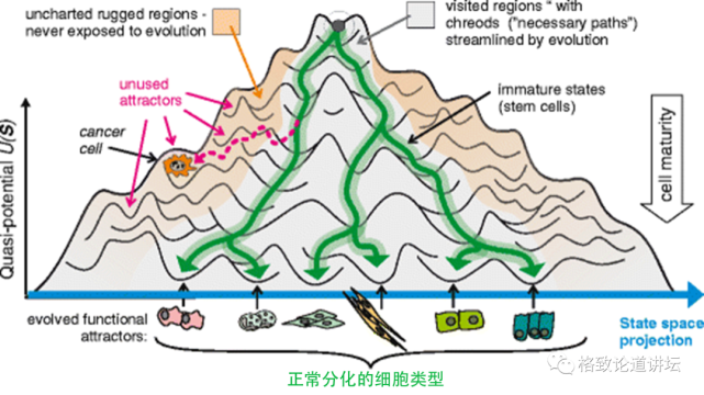 再生医学|在未来，再生医学能够对我们身体“零件”进行直接的更换？