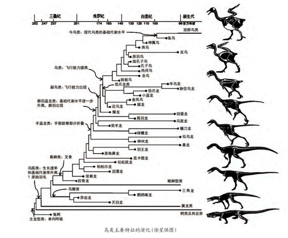 恐龙|世界上原本并没有鸡，那第一个鸡是怎么来的？