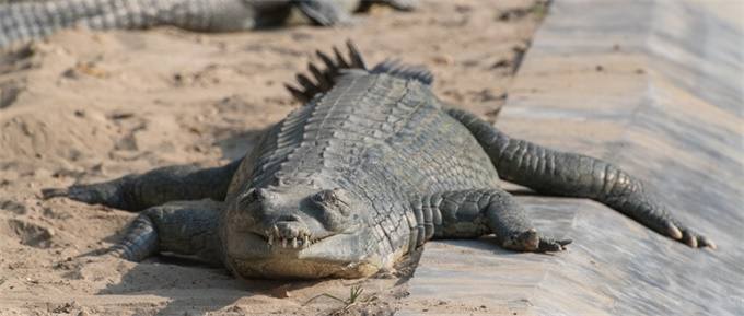 缅甸蟒|我国体型最大的蛇，在美国被肆意猎杀，我国却偏偏要保护