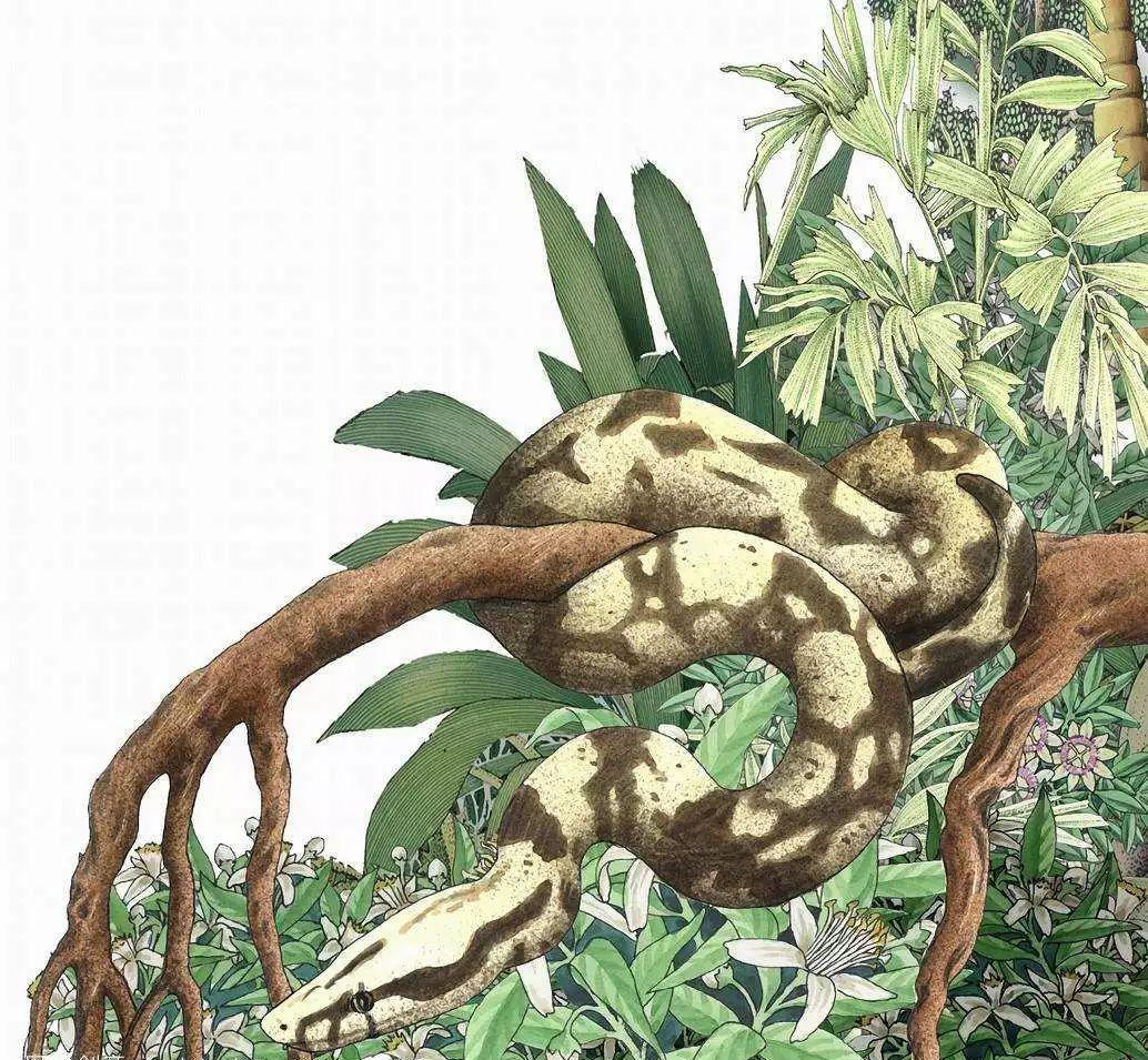 缅甸蟒|我国体型最大的蛇，在美国被肆意猎杀，我国却偏偏要保护