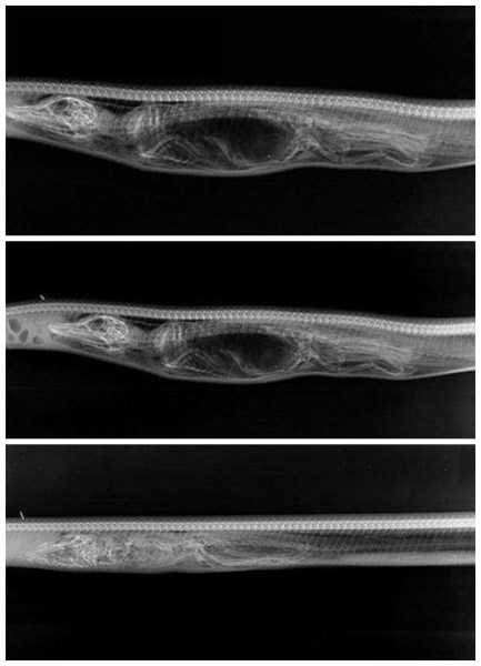 缅甸蟒|我国体型最大的蛇，在美国被肆意猎杀，我国却偏偏要保护