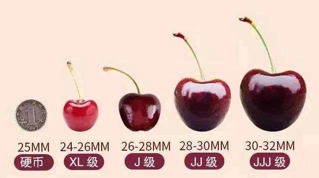 樱桃|车厘子是樱桃吗？为什么国外的车厘子大火，而国内樱桃备受冷落？