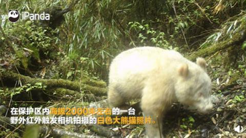 大熊猫|这只大熊猫全球唯一！