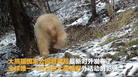 大熊猫|这只大熊猫全球唯一！