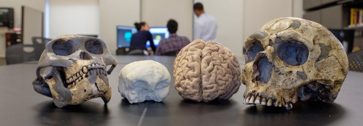 人类祖先与现代人类大脑大小的模型