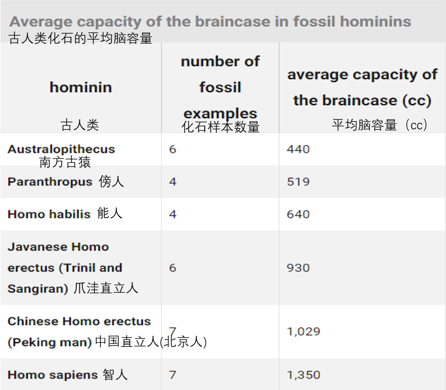 各种化石样本的数量及平均脑容量
