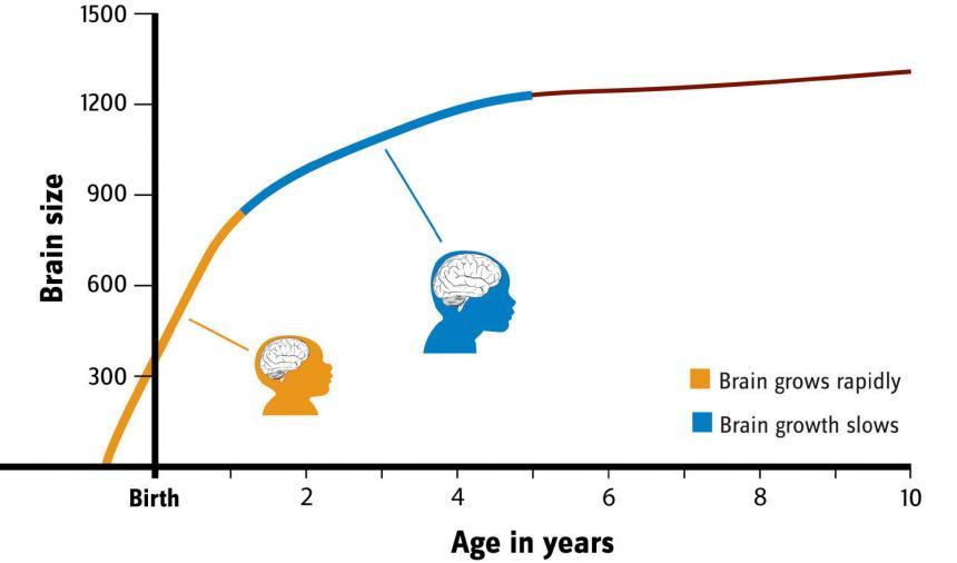 人的大脑在出生前，从出生的第一年一直到童年时期发育迅速