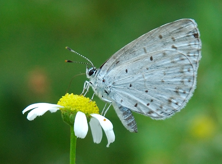 正在吸食花蜜的琉璃小灰蝶（图片来源：维基百科）