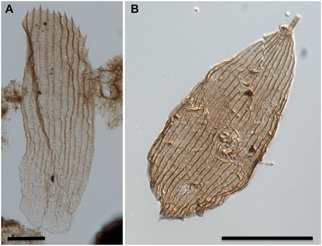 研究人员发现了沉积物中原始的蝴蝶和飞蛾翅膀的证据（图片来源:Bass van de Schootbrugge 乌得勒支大学照片）