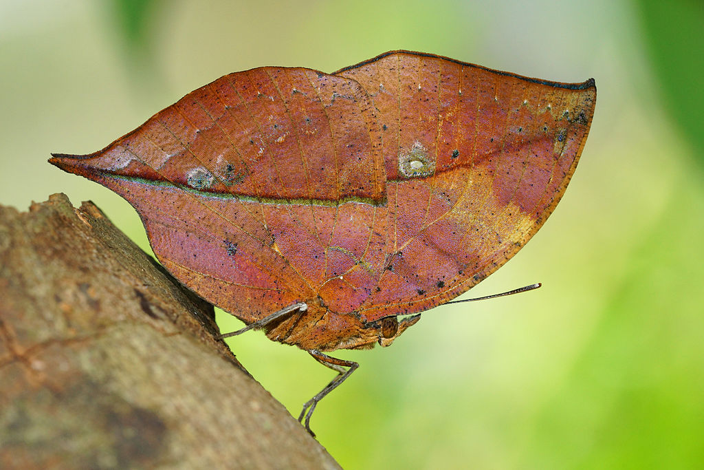 枯叶蝶（图片来源：维基百科）