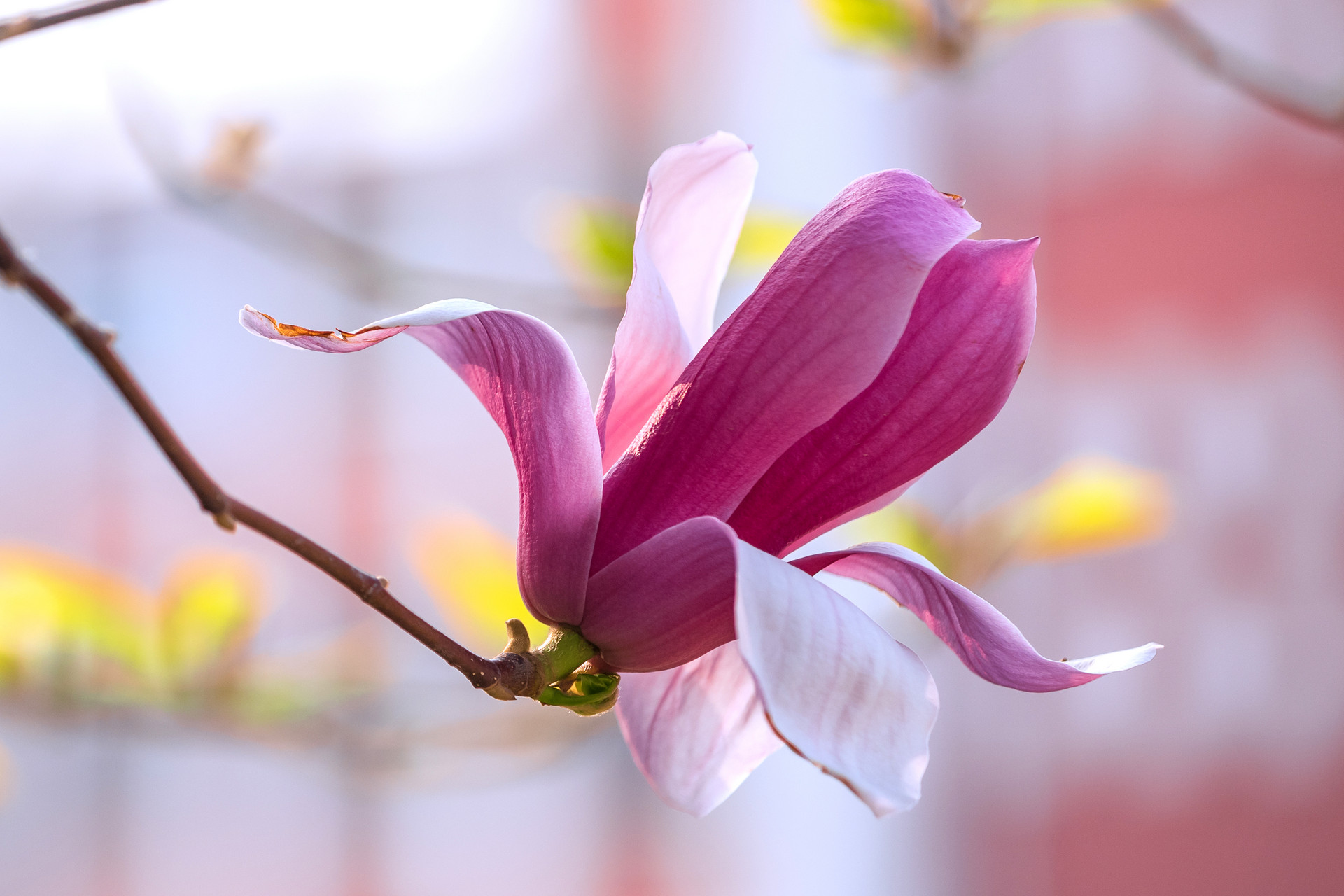 优美中药名辛夷木末芙蓉花山中发红萼容易混淆的花之一