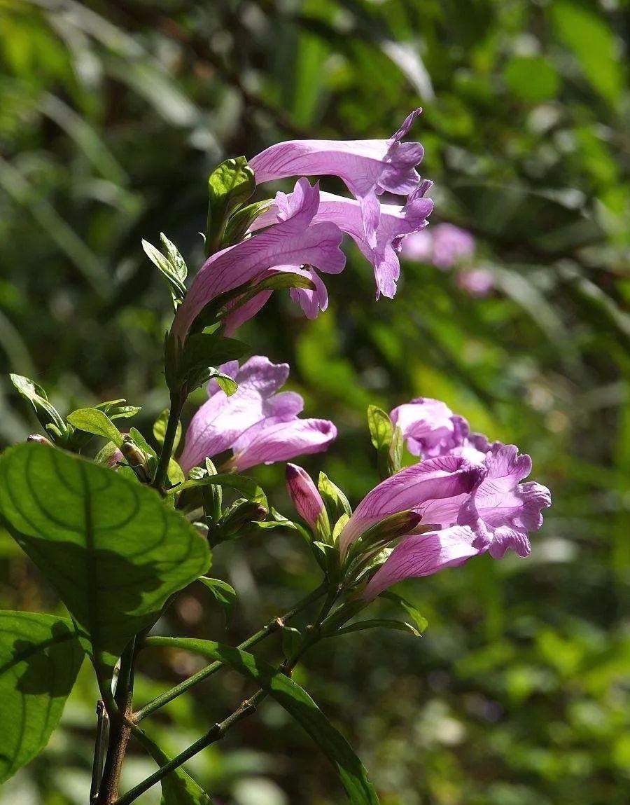 中国色系诗词青黛点眉眉细长影落明湖青黛光