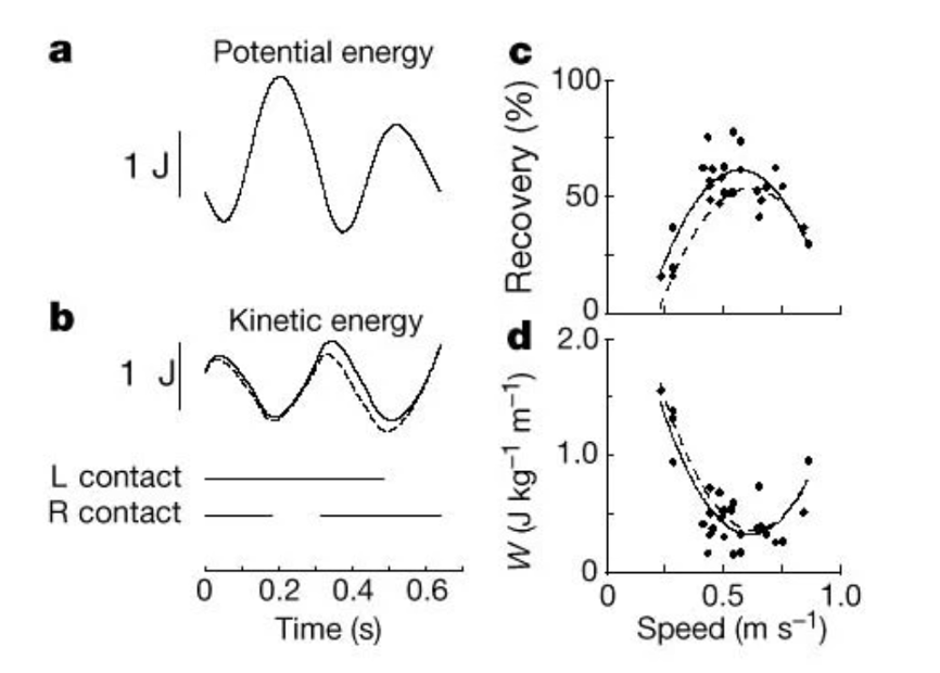 a、b 帝企鹅在0.54m/s行走速度时的重力势能和动能的波动图 c 、dy摇摆的能量回收效率｜图源：文献1