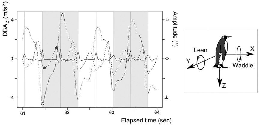 企鹅身体左右摇摆加速度随时间的变化，正值表示右侧倾斜，负值表示左侧倾斜｜图源：文献2