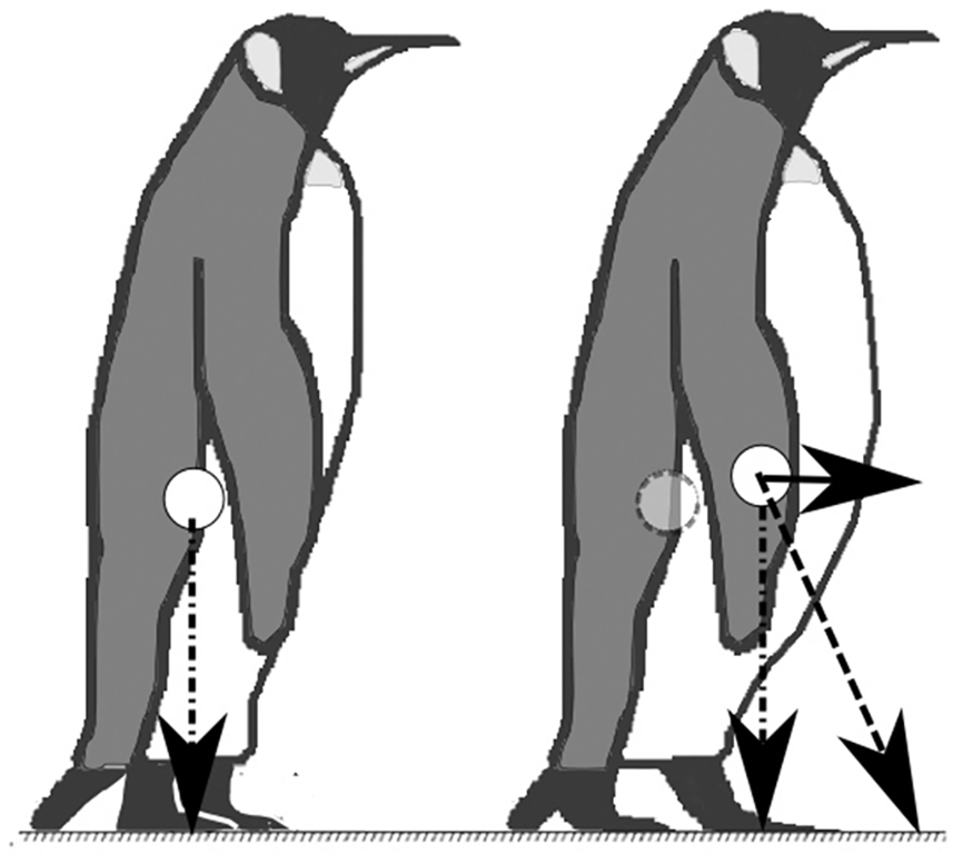 相对于瘦子企鹅（11kg），胖子企鹅（13.2kg）的重心稍微向前一些，走起路就不太稳｜图源：文献2