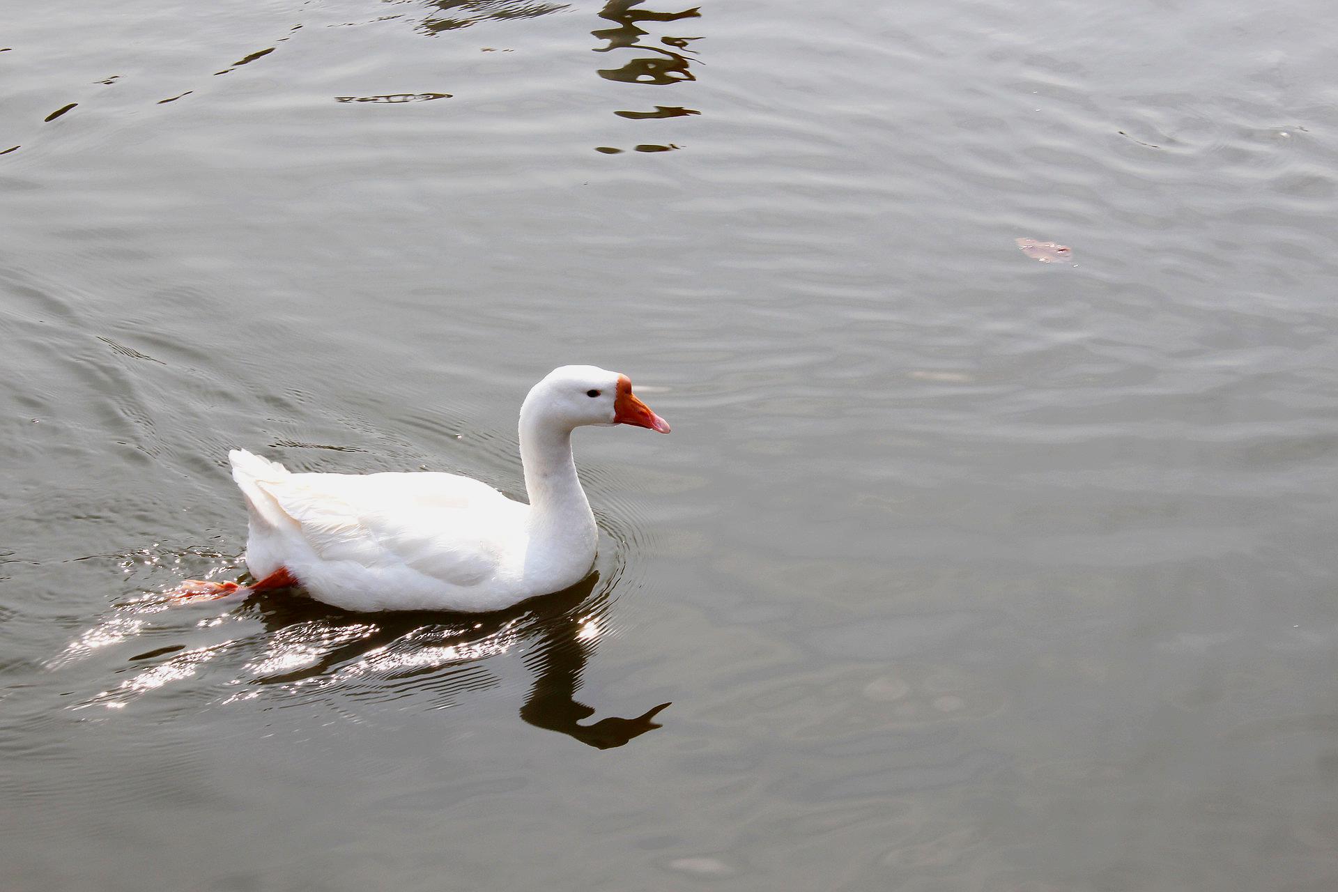 传说中的"鹅霸",人家在诗词可是美的化身,聊下诗词中"鹅霸"_人民号