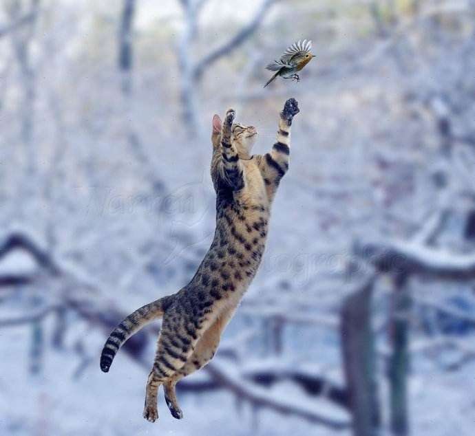 野猫|每年10亿只鸟类命丧流浪猫之手，流浪动物泛滥人类应该捕杀吗？