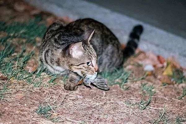 野猫|每年10亿只鸟类命丧流浪猫之手，流浪动物泛滥人类应该捕杀吗？