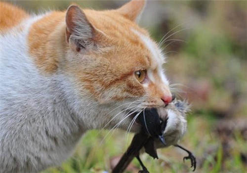 野猫|每年10亿只鸟类命丧流浪猫之手，流浪动物泛滥人类应该捕杀吗？