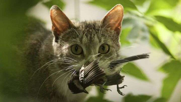 野猫|每年10亿只鸟类命丧流浪猫之手，流浪动物泛滥人类应该捕杀吗？