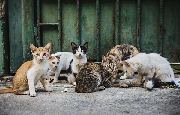 野猫|每年10亿只鸟类命丧流浪猫之手，流浪动物泛滥人类应该捕杀吗？