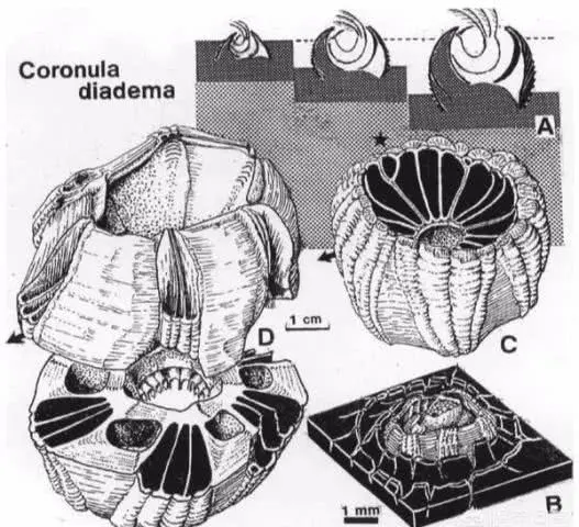 藤壶|鲸鱼、海龟身上为什么有大量藤壶寄生，而大白鲨身上却干干净净？