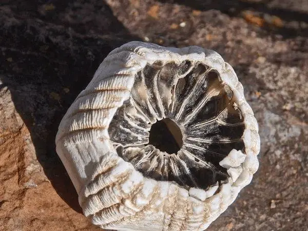 藤壶|鲸鱼、海龟身上为什么有大量藤壶寄生，而大白鲨身上却干干净净？
