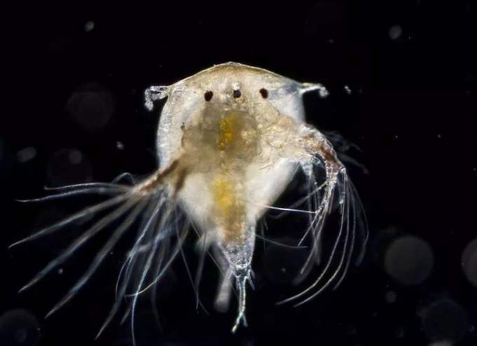 藤壶|鲸鱼、海龟身上为什么有大量藤壶寄生，而大白鲨身上却干干净净？