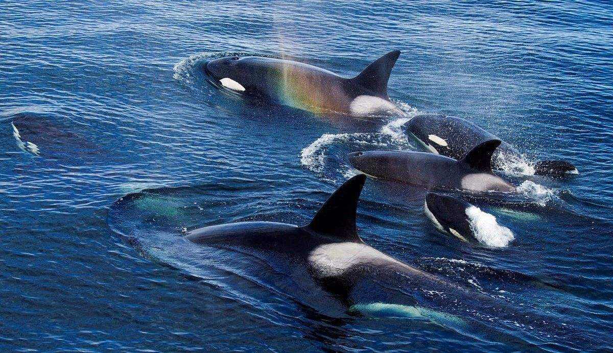 藤壶|鲸鱼、海龟身上为什么有大量藤壶寄生，而大白鲨身上却干干净净？