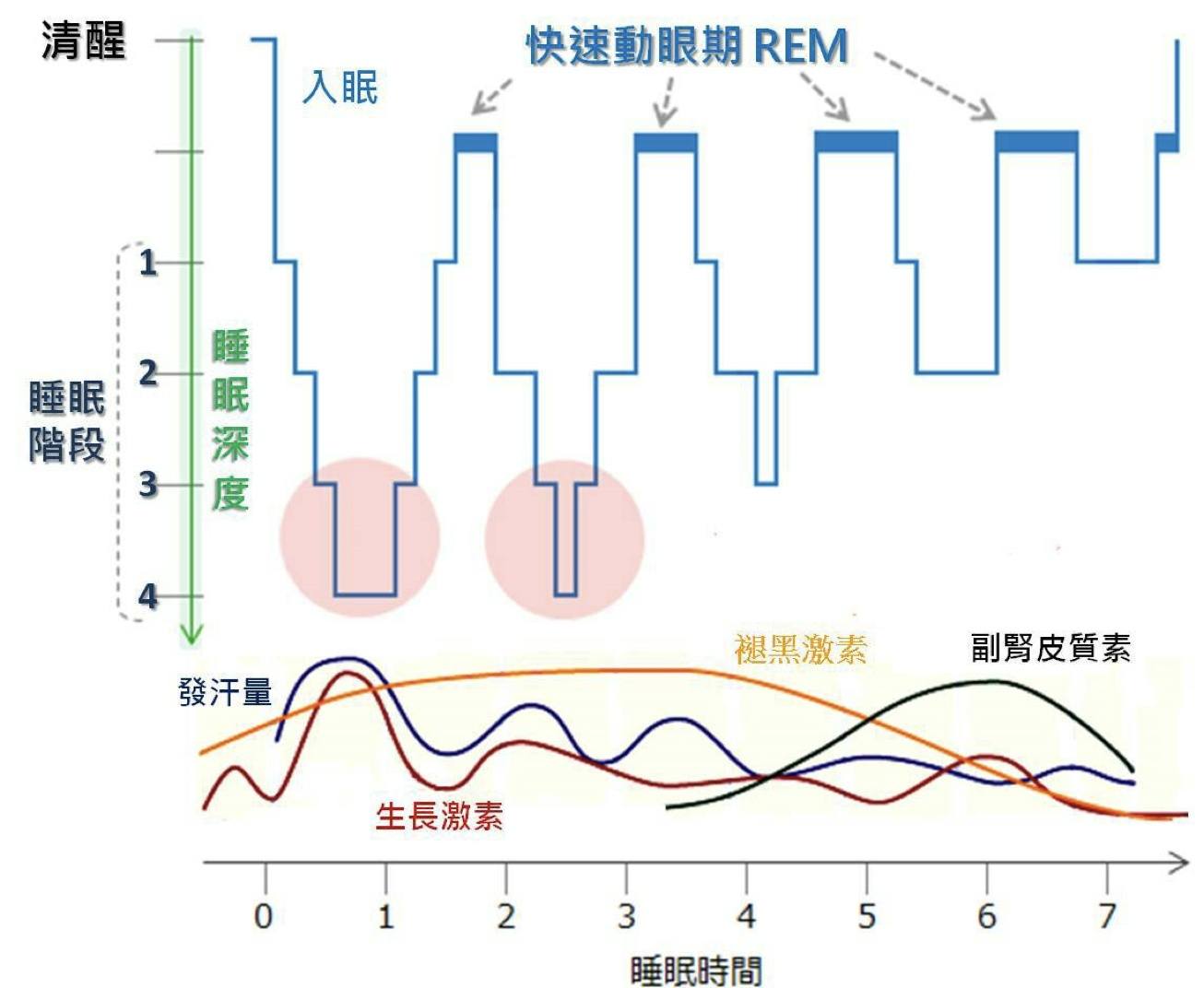 睡眠|你真的会睡觉吗？重要的不是睡8小时，而是睡够4-5睡眠周期