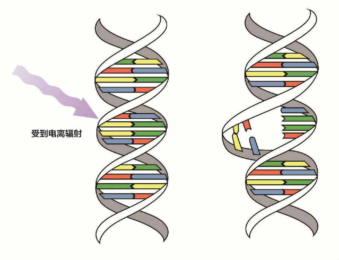 核辐射|核辐射明明有害，为什么你吃的面粉大多是用核辐射培育的？