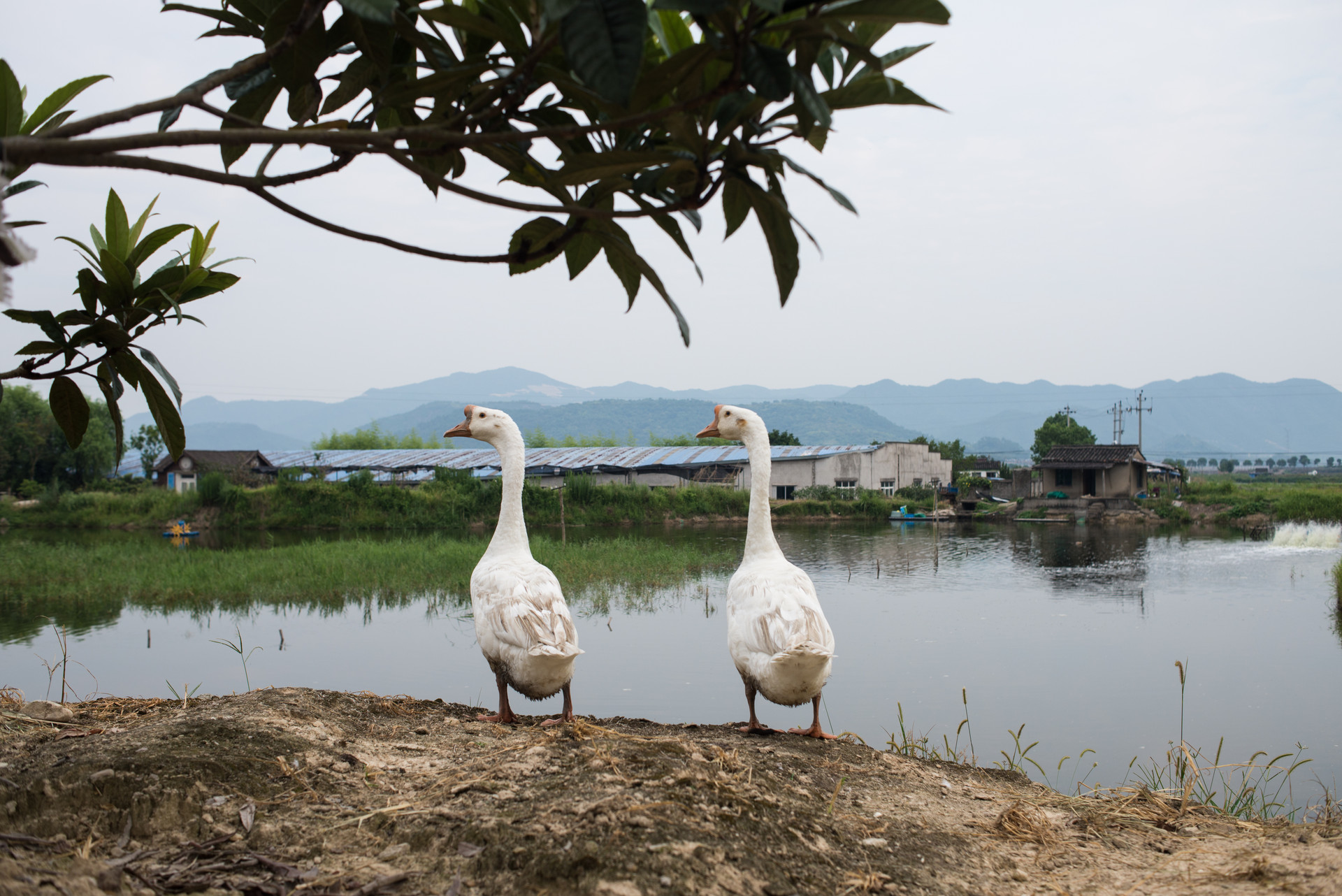 大鹅:虽不如鹤会飞,但我颜值差吗?养鹅是古代雅事这归功王羲之_人民号