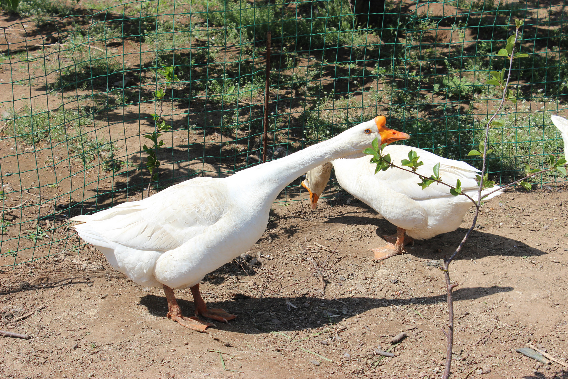 大鹅虽不如鹤会飞但我颜值差吗养鹅是古代雅事这归功王羲之