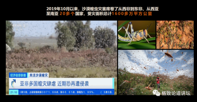 蝗虫|全球近19亿人遭遇粮食危机，竟是因为它们