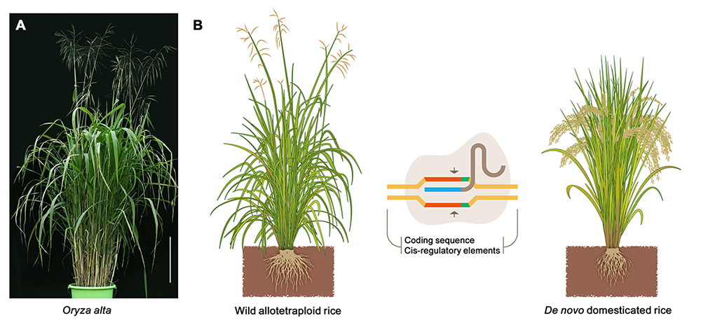 图片引自Guo and Lin, 2021, Journal of Genetics and Genomics, in press