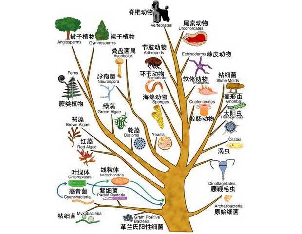科学|地球上原本没有人，那第1个男人和女人是咋来的？