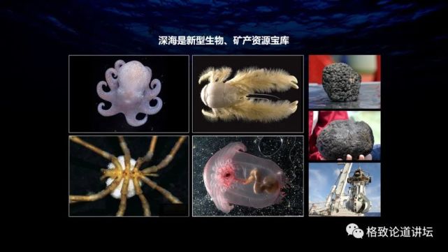 深海生物|为解决繁衍问题，这个稀有的深海生物开发出了雌雄同体