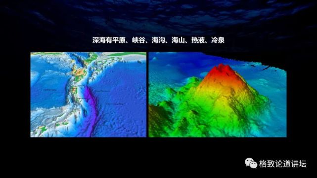 深海生物|为解决繁衍问题，这个稀有的深海生物开发出了雌雄同体