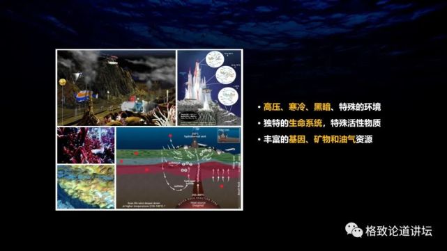 深海生物|为解决繁衍问题，这个稀有的深海生物开发出了雌雄同体