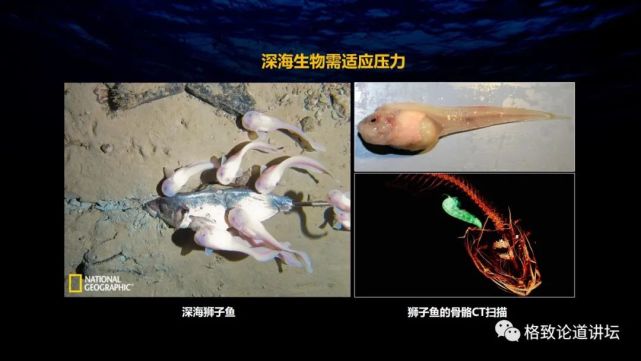 深海生物|为解决繁衍问题，这个稀有的深海生物开发出了雌雄同体