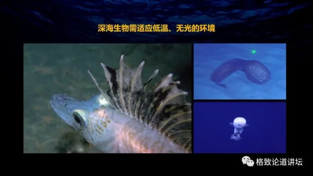 深海生物|为解决繁衍问题，这个稀有的深海生物开发出了雌雄同体